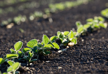 Soybean field  in spring