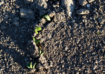 Soybean field  in spring