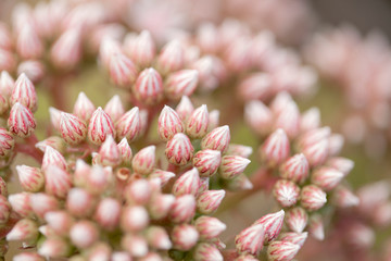 Flora of Gran Canaria - pink buds of succulent plant Aeonium