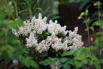 White flowers 