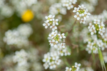 Flora of Gran Canaria - Lobularia canariensis