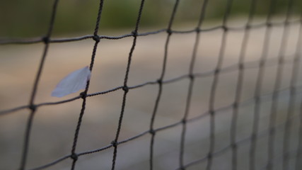 테니스장의 벚꽃 하나