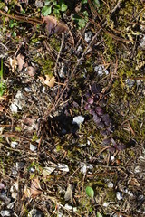 plants in the garden