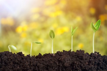 Growth of new life on  background