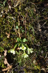 young plants in the garden