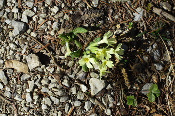 green plant in soil