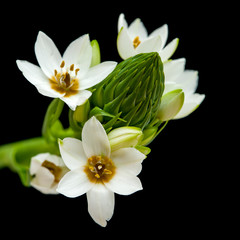 Fototapeta na wymiar white Ornithogalum flowering spike