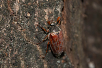 big brown chafer on the tree