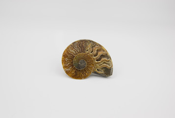 Section of a fossilized ammonite with crystals isolated on white