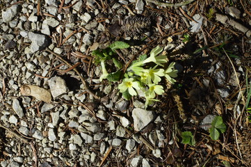 plant growing in soil
