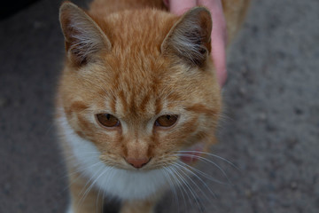 cute redhead young street cat