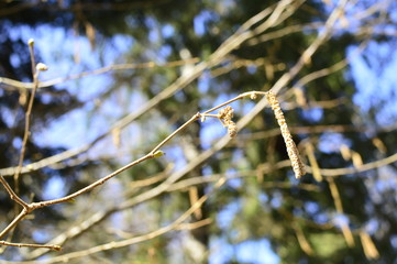 tree in garden