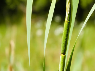 Fototapeta premium Close up of typha plant.