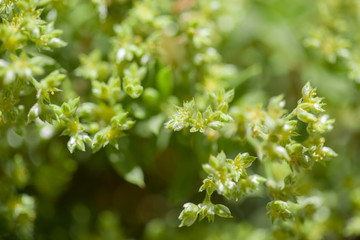 Flora of Gran Canaria -  Paronychia canariensis