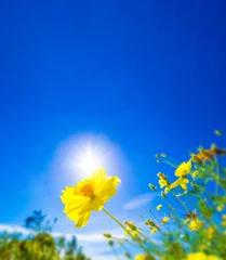Keuken foto achterwand Donkerblauw Gele bloem tegen zonlicht op wazige heldere blauwe hemelachtergrond, natuur achtergrond concept