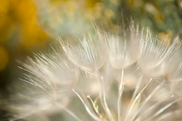 Obraz premium Flora of Gran Canaria - salsify seedhead