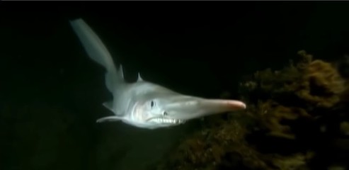 fish in aquarium