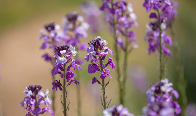 Obraz premium Flora of Gran Canaria - Erysimum albescens