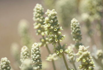 Flora of Gran Canaria - Sideritis dasygnaphala