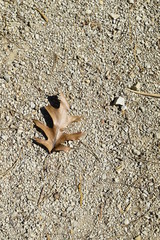 autumn leaves on ground