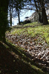 tree in garden