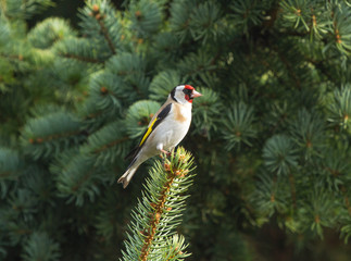 European goldfinch (Carduelis carduelis) sitting on the branch of fir tree