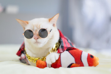 White cat lying on bed,pet fashion concept.