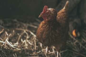 Chicken walking in paddock. Chicken looking for grains while walking in paddock on farm	