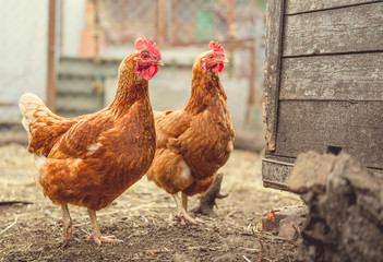 Red chicken walking in paddock Ordinary red rooster and chickens looking for grains while walking...
