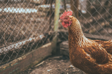 Chicken walking in paddock. Chicken looking for grains while walking in paddock on farm