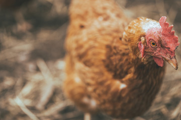 Chicken walking in paddock. Chicken looking for grains while walking in paddock on farm