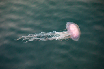 A jellyfish, Chrysaora quinquecirrha, swims underwater among minnows in Buzzards Bay, near South Dartmouth, Massachusetts, USA.