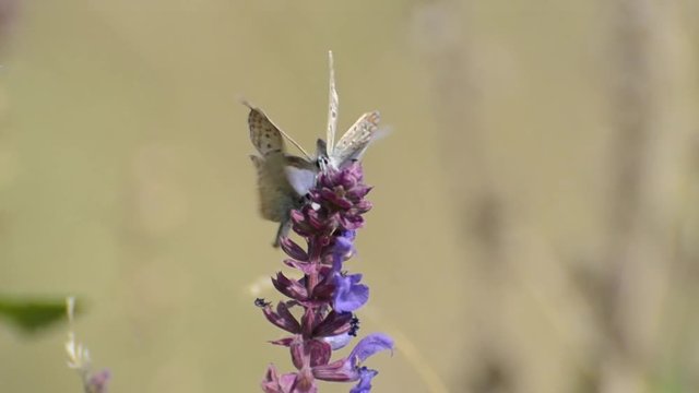 Mating dance of butterflies on a flower
