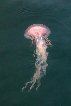 A jellyfish, Chrysaora quinquecirrha, swims underwater among minnows in Buzzards Bay, near South Dartmouth, Massachusetts, USA.