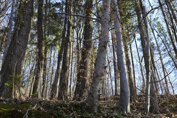 trees in the forest