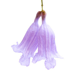 flowers of Jacaranda