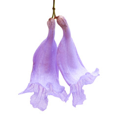 flowers of Jacaranda