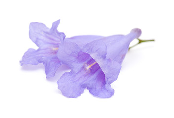flowers of Jacaranda