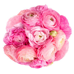 Spring flowers. Pink ranunculus flowers isolated on a white background. Beautiful buttercup Bouquet.
