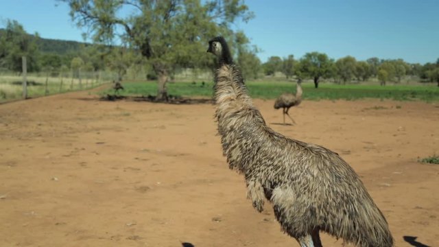 A long, steady shot of a few emus walking faster towards one others. 