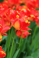 Naklejka premium Bright tulips in the Park