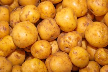  Papa yellow Creole