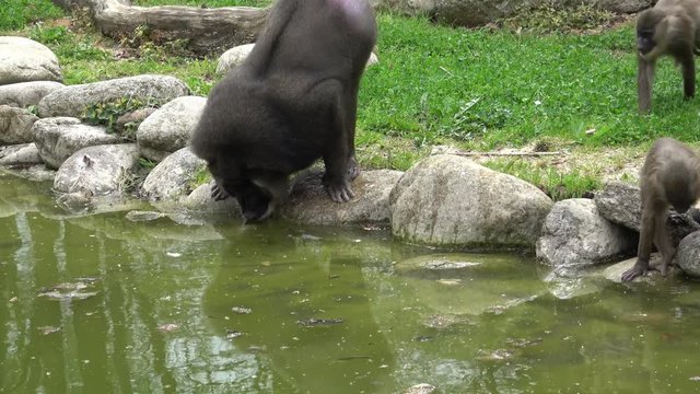 Drill monkey, Mandrillus leucophaeus, resting in the nature habitat area. Critically endangered species animals. 