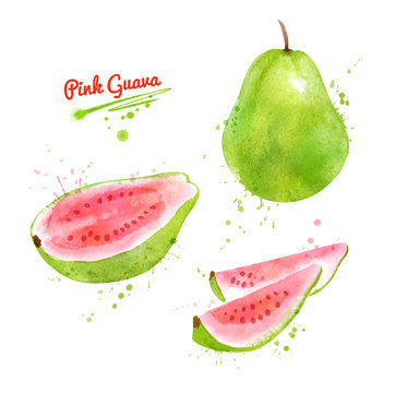 Watercolor Illustration Of Pink Guava