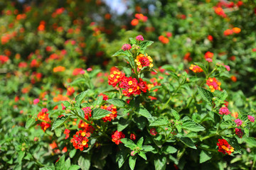 Naklejka premium red berries on a branch