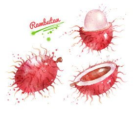 Watercolor illustration of Rambutan fruit