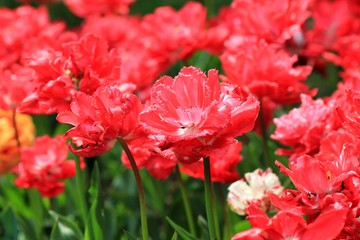 Fototapeta premium Bright tulips in the Park