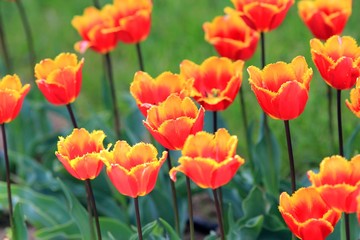 Bright tulips in the Park