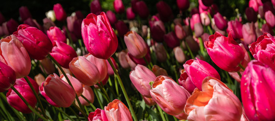 Obraz na płótnie Canvas different types of tulips