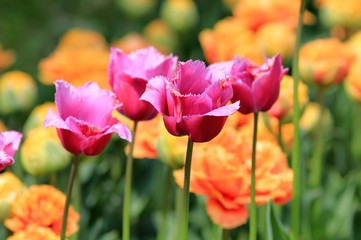 Bright tulips in the Park